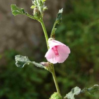 Urena lobata subsp. sinuata (L.) Borss.Waalk.